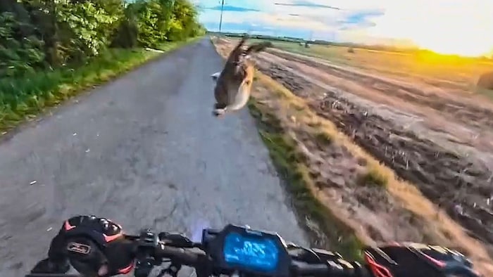 Der Hase sprang in Panik hoch und kickte den E-Scooter-Fahrer von seinem Gefährt.