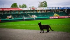 Rudl wohnt im Stadion Ried.