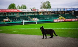 Rudl wohnt im Stadion Ried.
