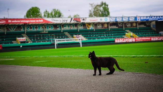 Rudl wohnt im Stadion Ried.