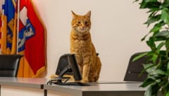 Auch im Rathaus St. Pölten war Kater „Larry“ schon zu Gast.
