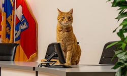 Auch im Rathaus St. Pölten war Kater „Larry“ schon zu Gast.