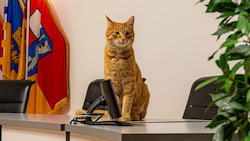 Auch im Rathaus St. Pölten war Kater „Larry“ schon zu Gast.