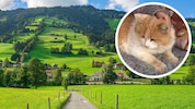 Vier junge Männer haben in Brixen im Thale eine hilflose Katze zu Tode gefoltert. Die Täter ...