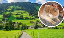 Vier junge Männer haben in Brixen im Thale eine hilflose Katze zu Tode gefoltert. Die Täter ...