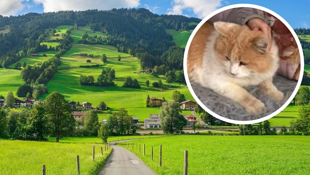 Vier junge Männer haben in Brixen im Thale eine hilflose Katze zu Tode gefoltert. Die Täter ...