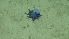 Die neu entdeckte Oktopus-Art wird von den Wissenschaftlern als „niedlich“ beschrieben.
