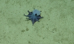 Die neu entdeckte Oktopus-Art wird von den Wissenschaftlern als „niedlich“ beschrieben.
