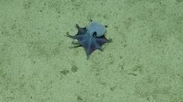 Die neu entdeckte Oktopus-Art wird von den Wissenschaftlern als „niedlich“ beschrieben.