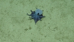 Die neu entdeckte Oktopus-Art wird von den Wissenschaftlern als „niedlich“ beschrieben.