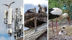 In Schwarzau am Steinfeld wird vergeblich versucht, ein Nest zu bauen, in Peisching sitzen zwei ...