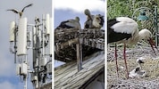 In Schwarzau am Steinfeld wird vergeblich versucht, ein Nest zu bauen, in Peisching sitzen zwei ...