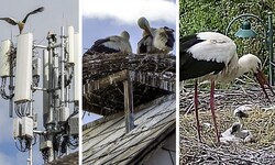 In Schwarzau am Steinfeld wird vergeblich versucht, ein Nest zu bauen, in Peisching sitzen zwei ...