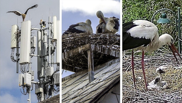 In Schwarzau am Steinfeld wird vergeblich versucht, ein Nest zu bauen, in Peisching sitzen zwei ...