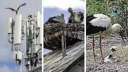 In Schwarzau am Steinfeld wird vergeblich versucht, ein Nest zu bauen, in Peisching sitzen zwei ...