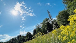 „Das Wetter am Siebenschläfertag noch sieben Wochen bleiben mag“, heißt es. 