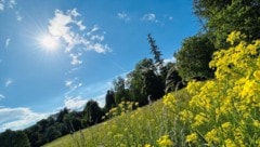 „Das Wetter am Siebenschläfertag noch sieben Wochen bleiben mag“, heißt es. 
