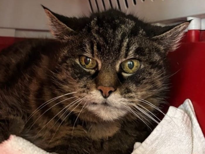 Cookie wartet mit 16 Jahren einsam im Heim.