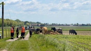 Mehrere Rinder flüchteten vergangene Woche in Kirchberg am Wagram aus ihrem Stall.