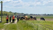 Mehrere Rinder flüchteten vergangene Woche in Kirchberg am Wagram aus ihrem Stall.