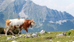 Die Ybbstaler Alpen sind ein Naturjuwel. Doch auf dem Gebiet Lackenhof am Ötscher liegen noch ...