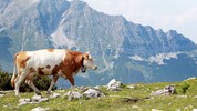 Die Ybbstaler Alpen sind ein Naturjuwel. Doch auf dem Gebiet Lackenhof am Ötscher liegen noch ...