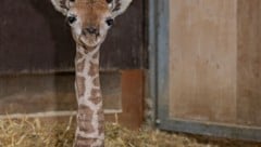 „Moyo“ blickt schon neugierig in die Welt
