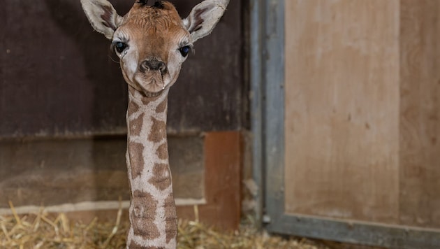 „Moyo“ blickt schon neugierig in die Welt