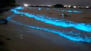 Einzeller bringen das Meer zum Leuchten.