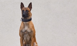 Die Spürnase „Orlik“