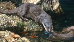 Der flinke Anpassungskünstler ist bei den Fischern nicht gern gesehen.