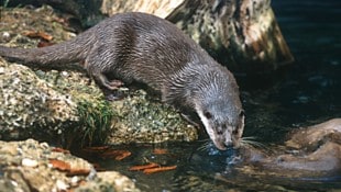 Der flinke Anpassungskünstler ist bei den Fischern nicht gern gesehen.