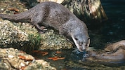 Der flinke Anpassungskünstler ist bei den Fischern nicht gern gesehen.