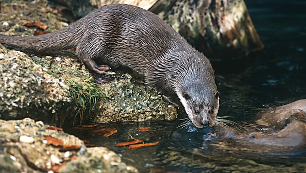 Der flinke Anpassungskünstler ist bei den Fischern nicht gern gesehen.