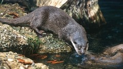 Fischotter werden in Kärnten noch immer mit der Conibear-Falle gejagt.