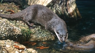 Der flinke Anpassungskünstler ist bei den Fischern nicht gern gesehen.