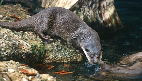 Fischotter werden in Kärnten noch immer mit der Conibear-Falle gejagt.