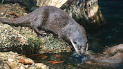 Fischotter werden in Kärnten noch immer mit der Conibear-Falle gejagt.