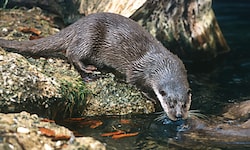Fischotter werden in Kärnten noch immer mit der Conibear-Falle gejagt.