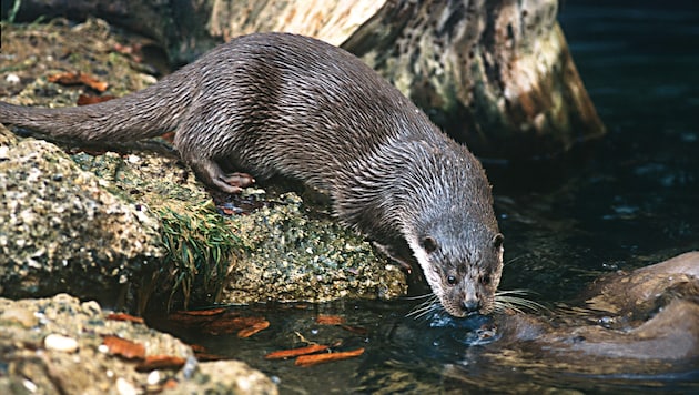 Fischotter werden in Kärnten noch immer mit der Conibear-Falle gejagt.