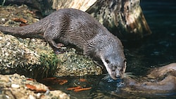 Fischotter werden in Kärnten noch immer mit der Conibear-Falle gejagt.