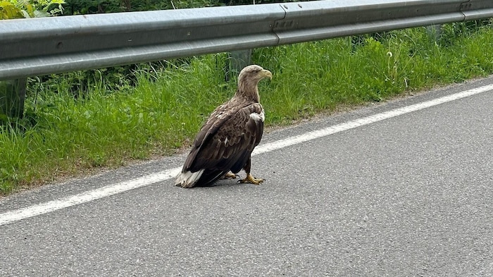 Der Seeadler wurde verletzt am Straßenrand gesichtet.