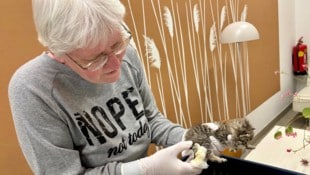 Martha Schober kümmert sich im Tierheim Krems liebevoll um den Katzennachwuchs. Doch die ...