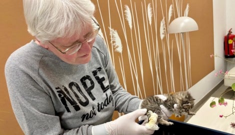 Martha Schober kümmert sich im Tierheim Krems liebevoll um den Katzennachwuchs. Doch die ...