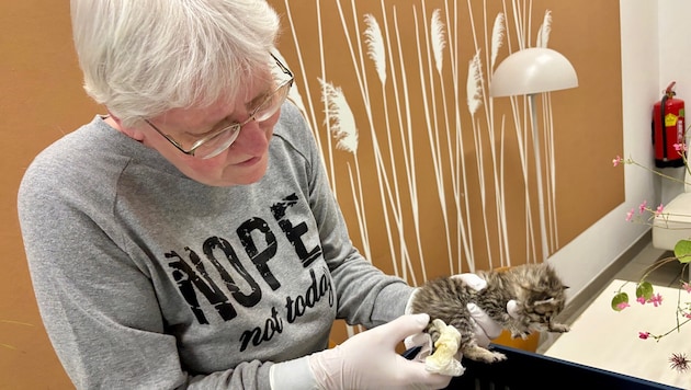 Martha Schober kümmert sich im Tierheim Krems liebevoll um den Katzennachwuchs. Doch die ...