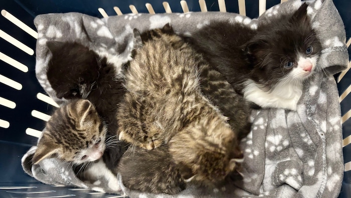 In Krems landeten drei Würfe auf einmal im Tierheim.