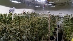 Kunstlicht, Ventilatoren: Die Indoor- Plantage war professionell eingerichtet.