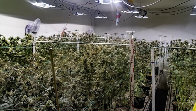 Kunstlicht, Ventilatoren: Die Indoor- Plantage war professionell eingerichtet.