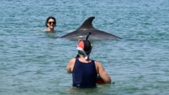 Ein Delfin gesellt sich an einem französischen Strand gern unter die Badegäste. Das könnte ...