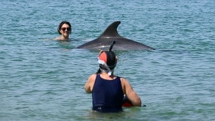 Ein Delfin gesellt sich an einem französischen Strand gern unter die Badegäste. Das könnte ...